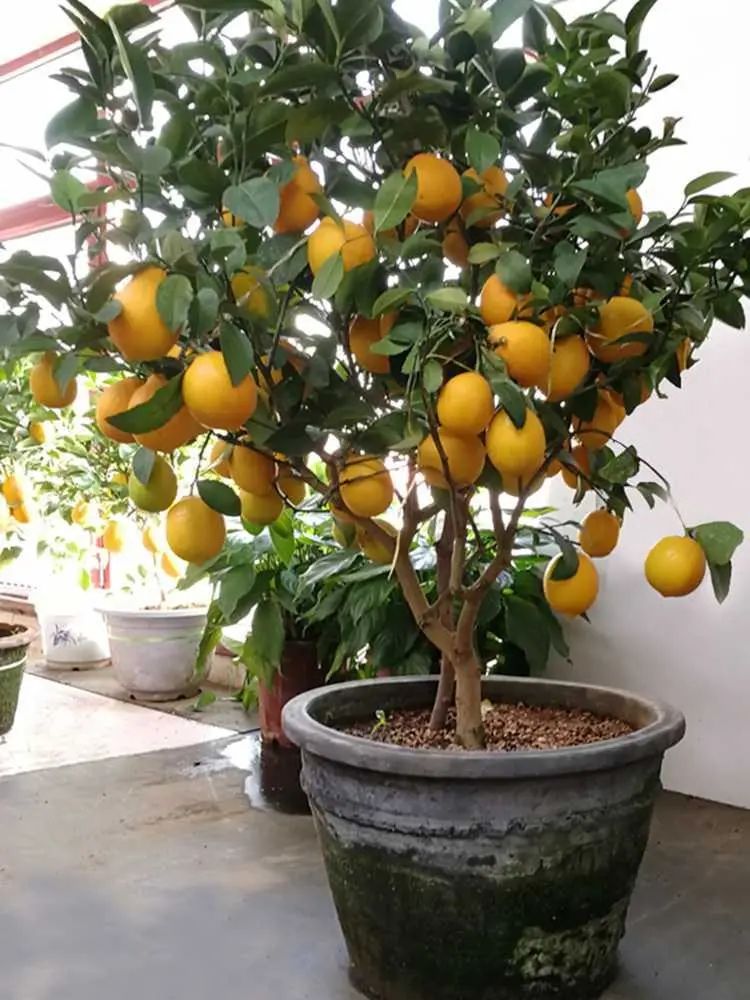 家里好养的绿植最新最流行的,家里好养的绿植推荐