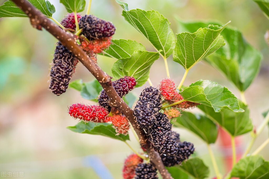 壹邦的养生之道,壹邦小知识