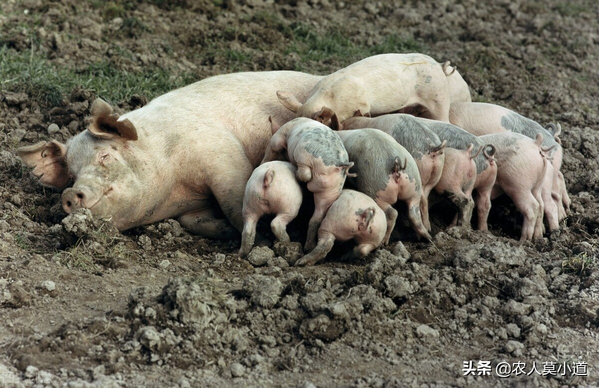 为什么养牛人这么挣钱,为什么现在养牛赔钱了还要养羊