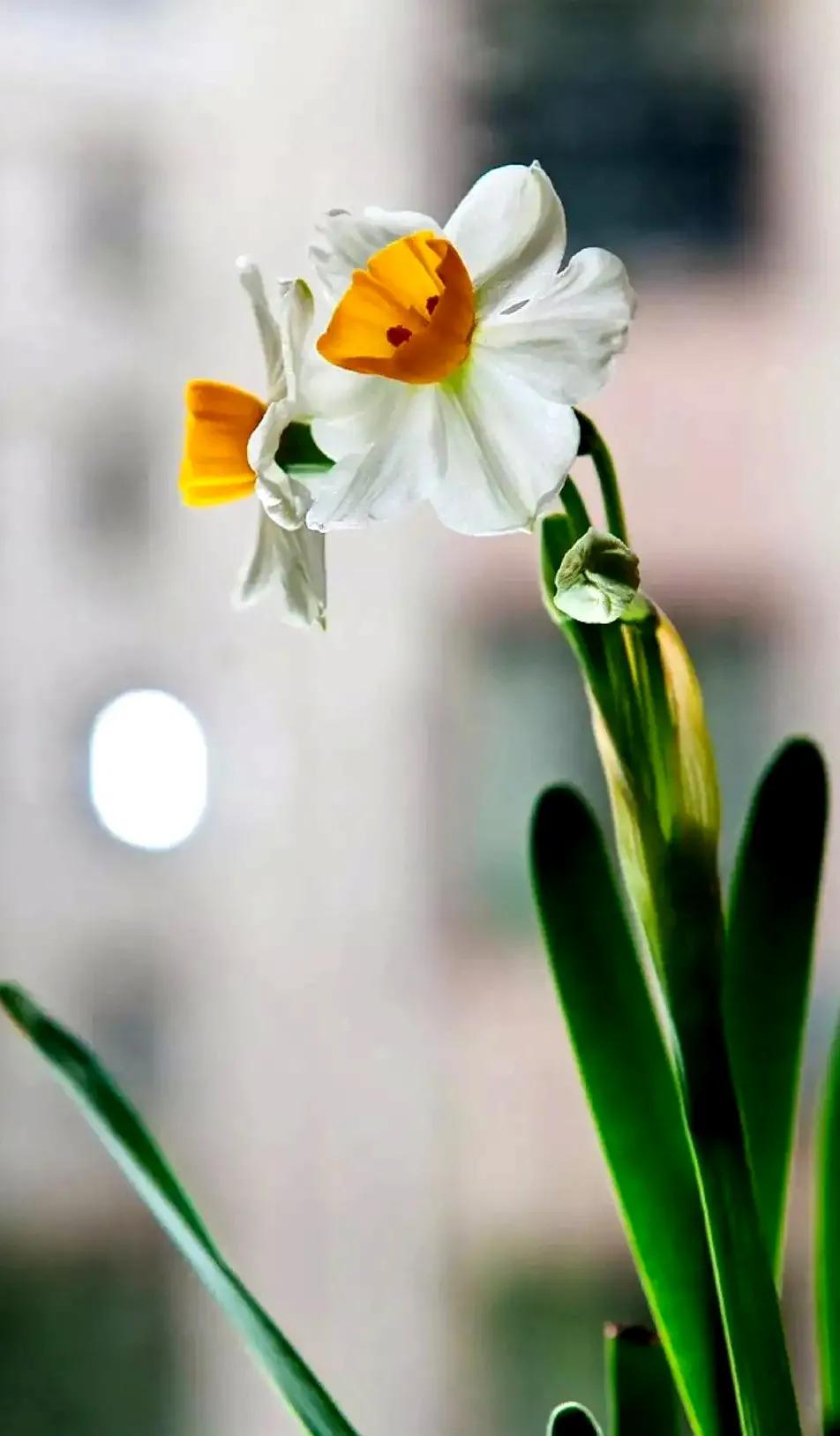 古诗词中的水仙花：飘零尘俗客再见水仙花