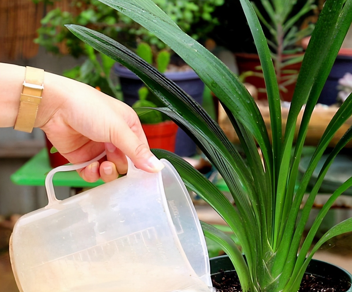 五种养花营养水,4种浇花水