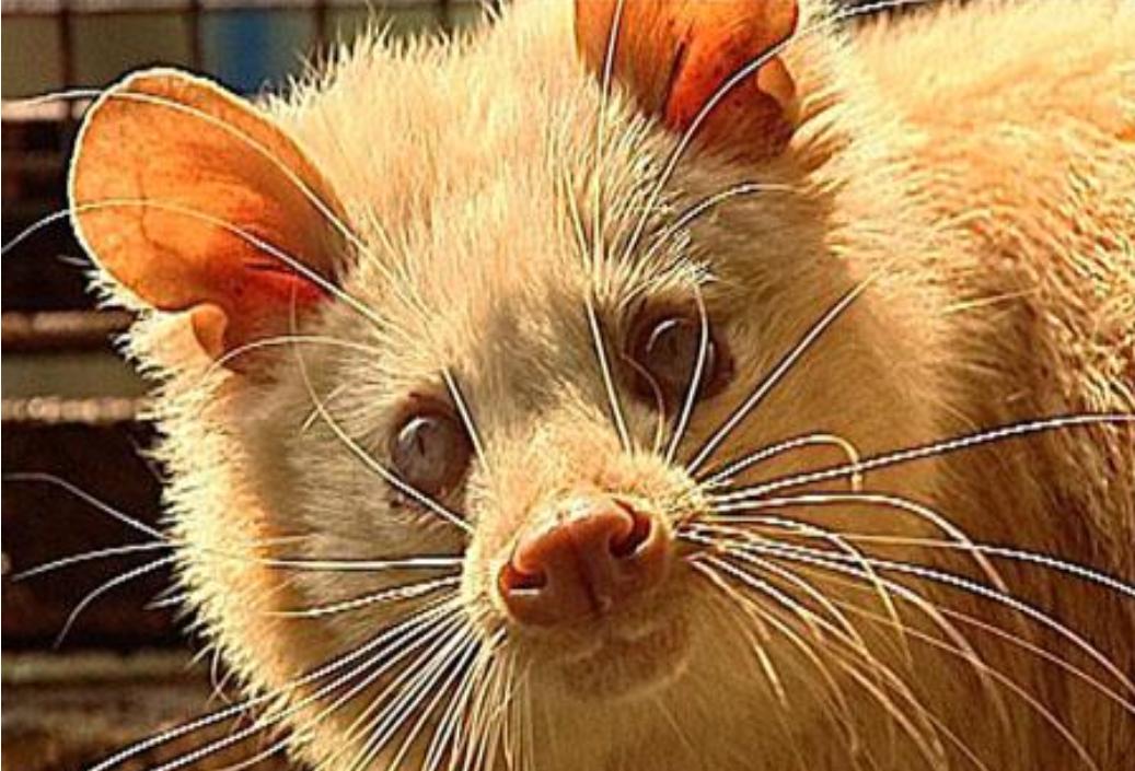 江西老汉活捉神兽四不像,江西老汉活捉神兽六不像