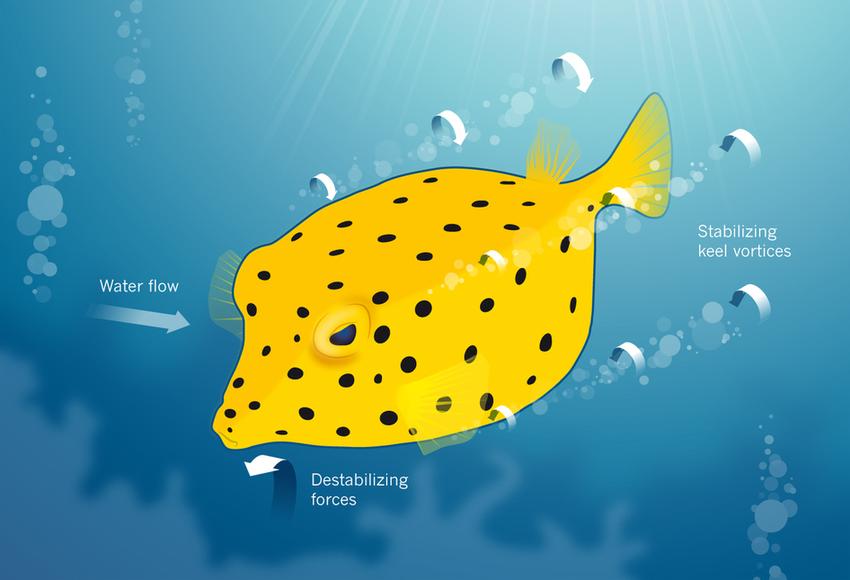 世界上在水底游的最快的鱼,世界上唯一会直立游泳的鱼是什么