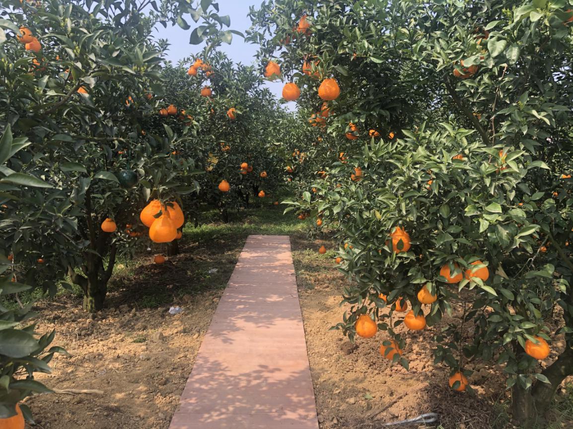 邮储银行丹棱县支行多举措助力特色水果产业发展