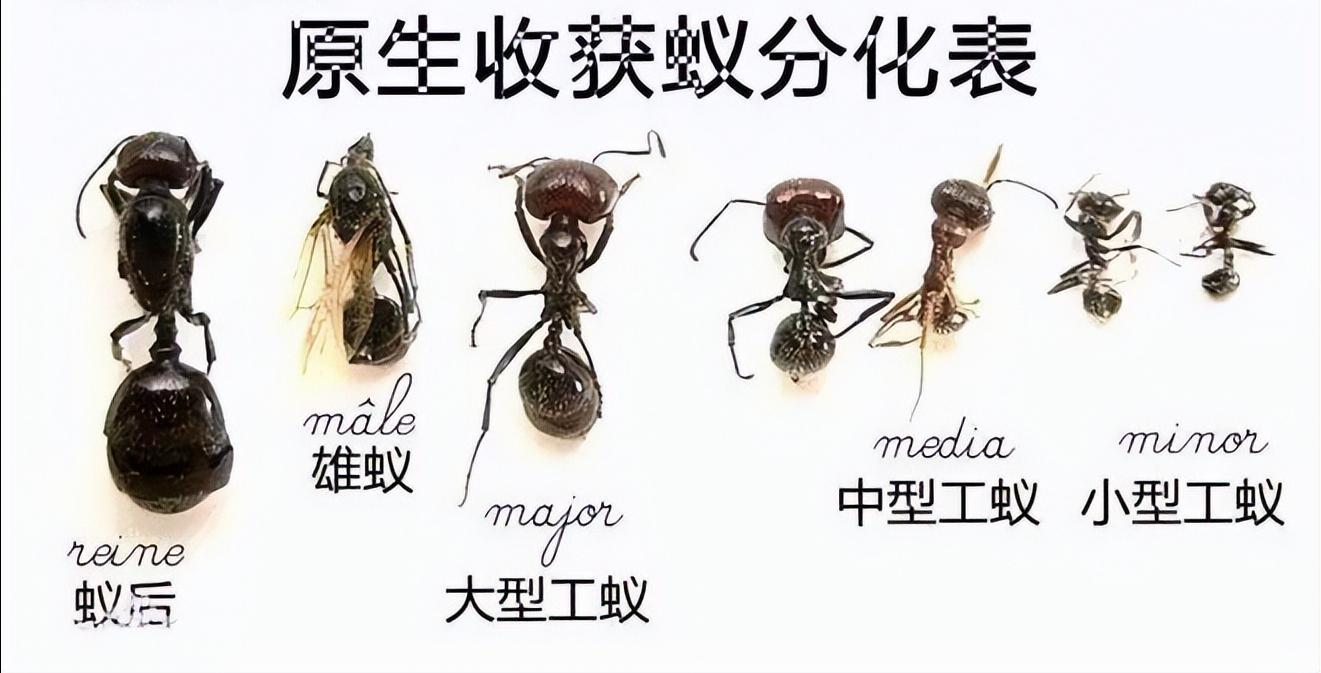 金陵海关查获378只活体野蛮收获蚁,海关截获蚂蚁收获蚁