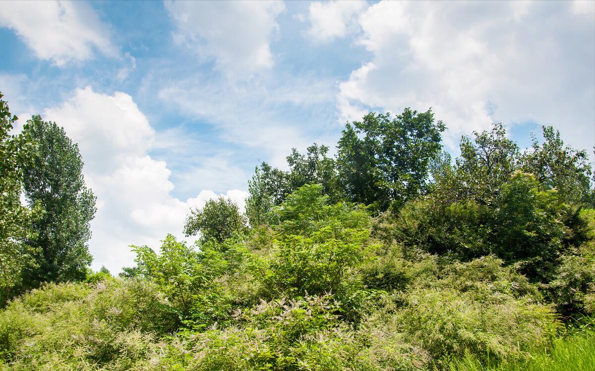 回乡养猪带领村民致富,大姐带村民发家致富
