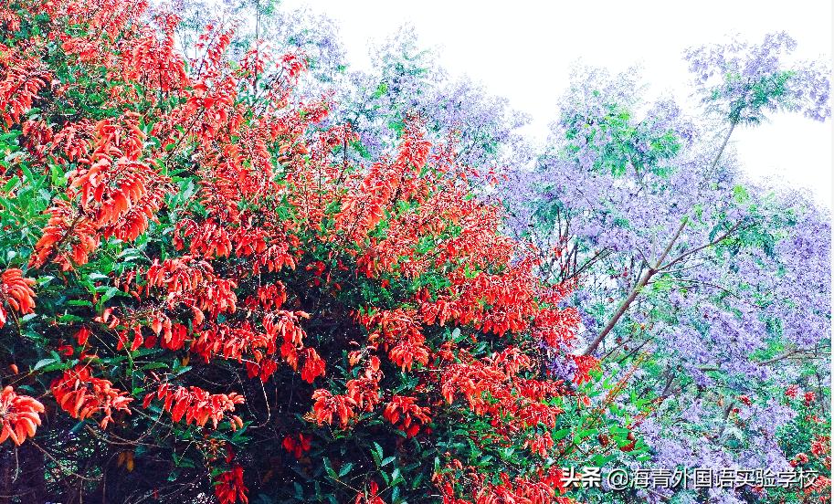 鏁板绱犲吇澶ц禌闈掑矝,瓒ｅ懗鏁板鐭ヨ瘑绔炶禌娲诲姩