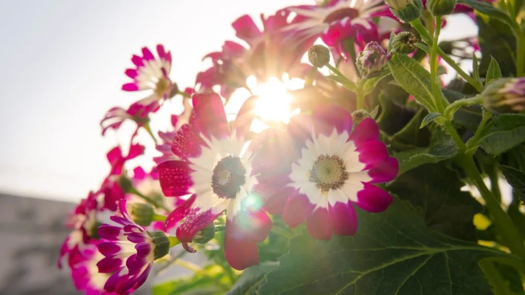 春风不使一木枯——探究有效转化后进生的策略