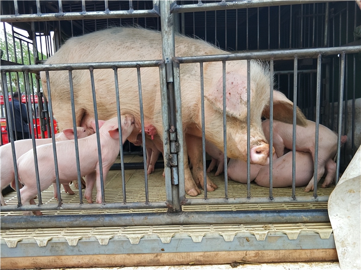 如何养好母猪四种方法,养好母猪技术大全