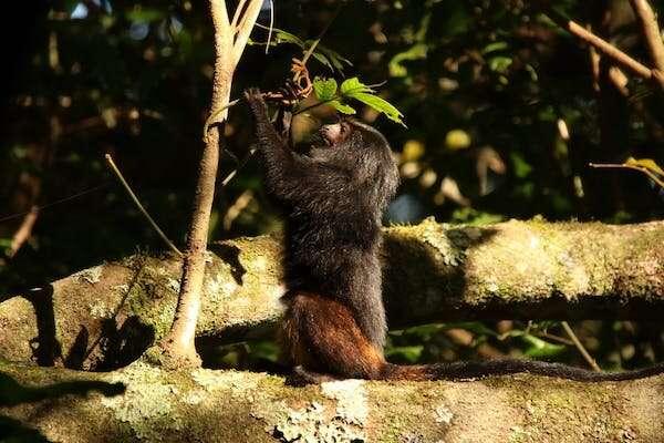 巴西金色狨猴,巴西金丝猴