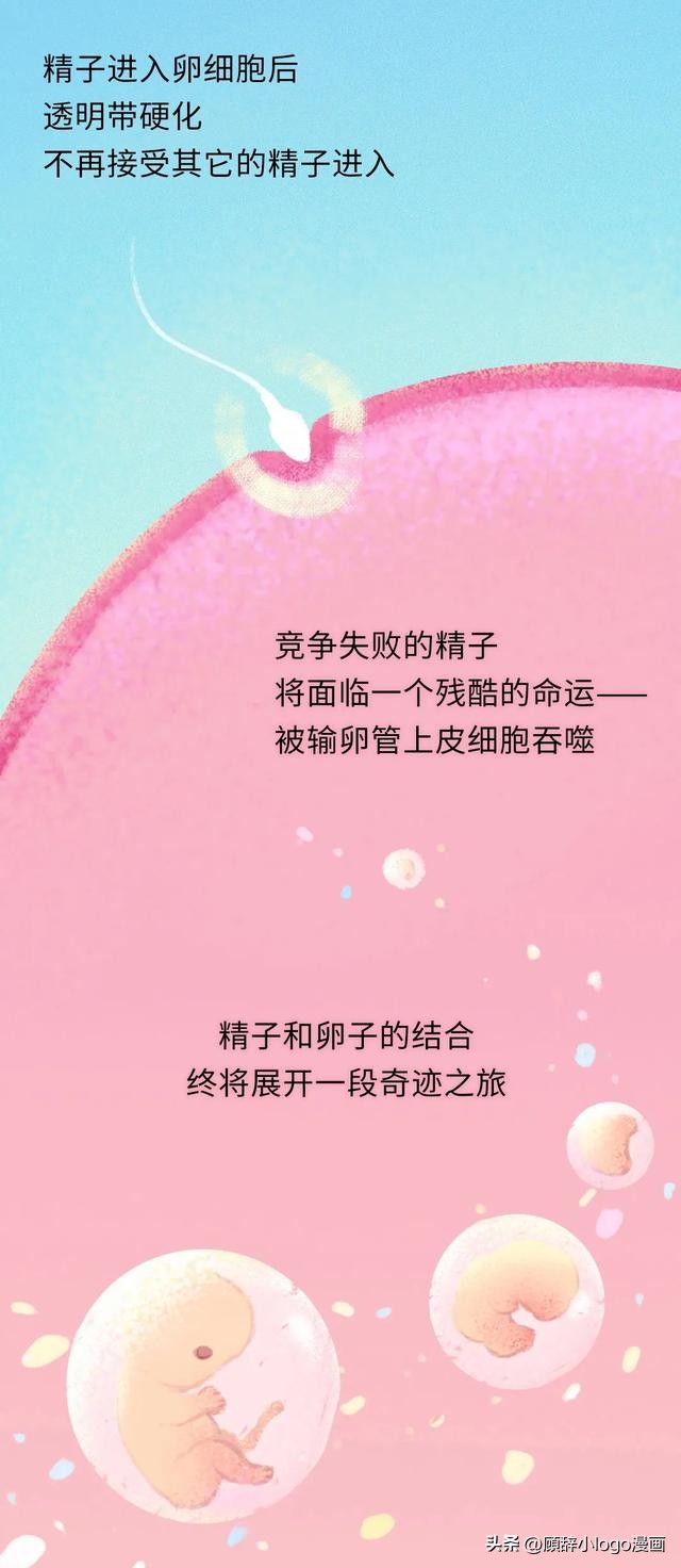精子进入女生体内的24小时，都发生了些什么？太励志了！（漫画）