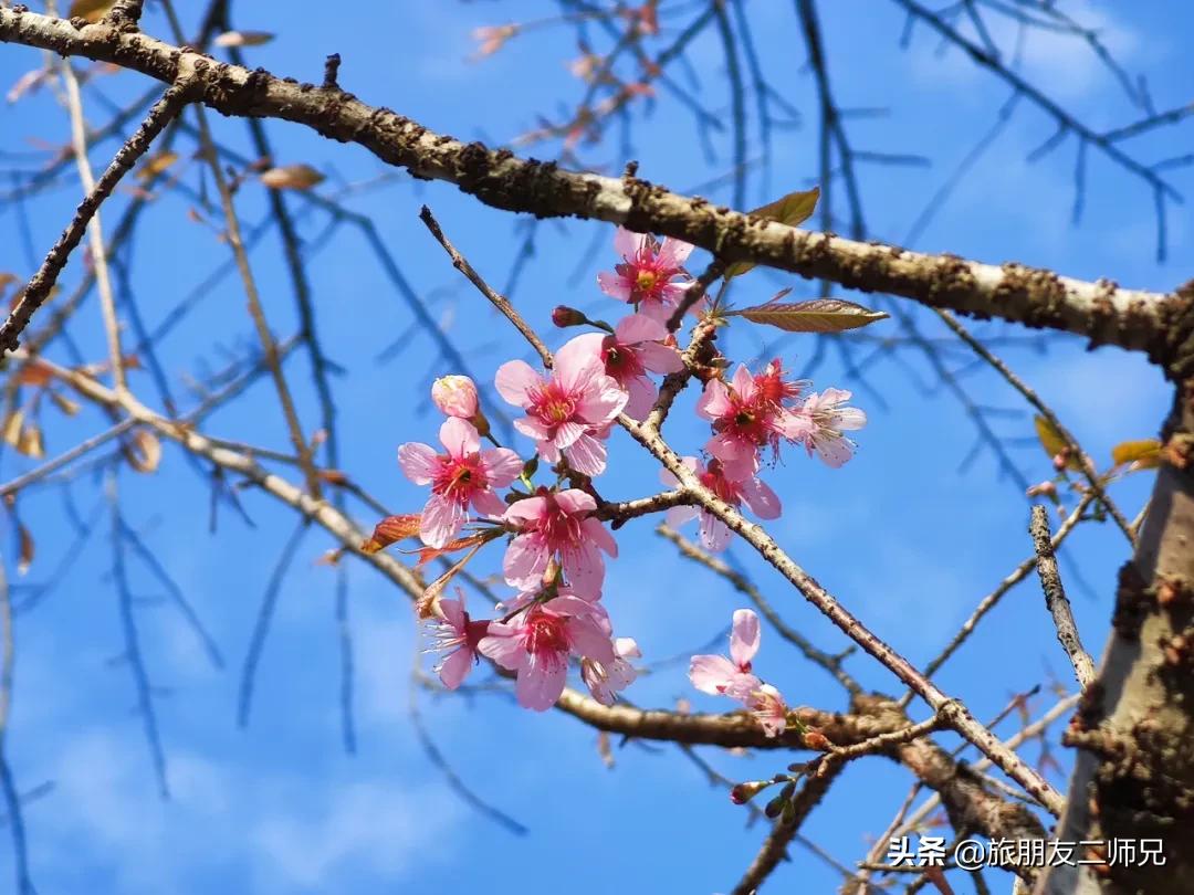 广州花都梯田油菜花,广州徒步赏油菜花路线