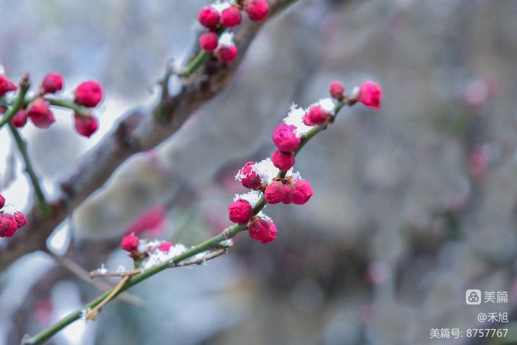 无端却被梅花恼特地吹香破梦魂,无端却被梅花恼