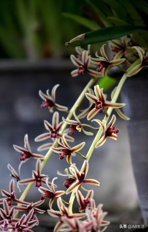 带你认识中华兰花纹瓣兰,顶级纹瓣兰图片