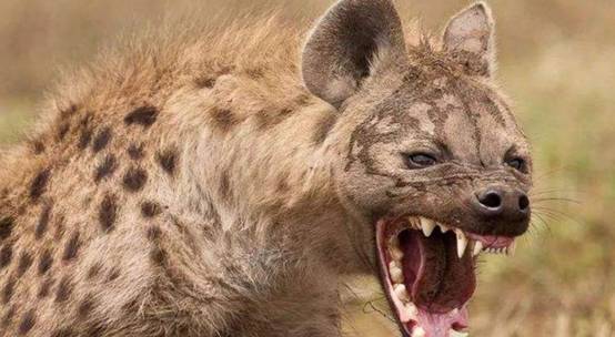 非洲爆发“人狗大战”,斑鬣狗组团袭击人类,为什么要报复我们?