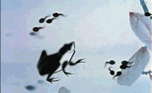 捞小河里的小蝌蚪,上海抓小蝌蚪的公园