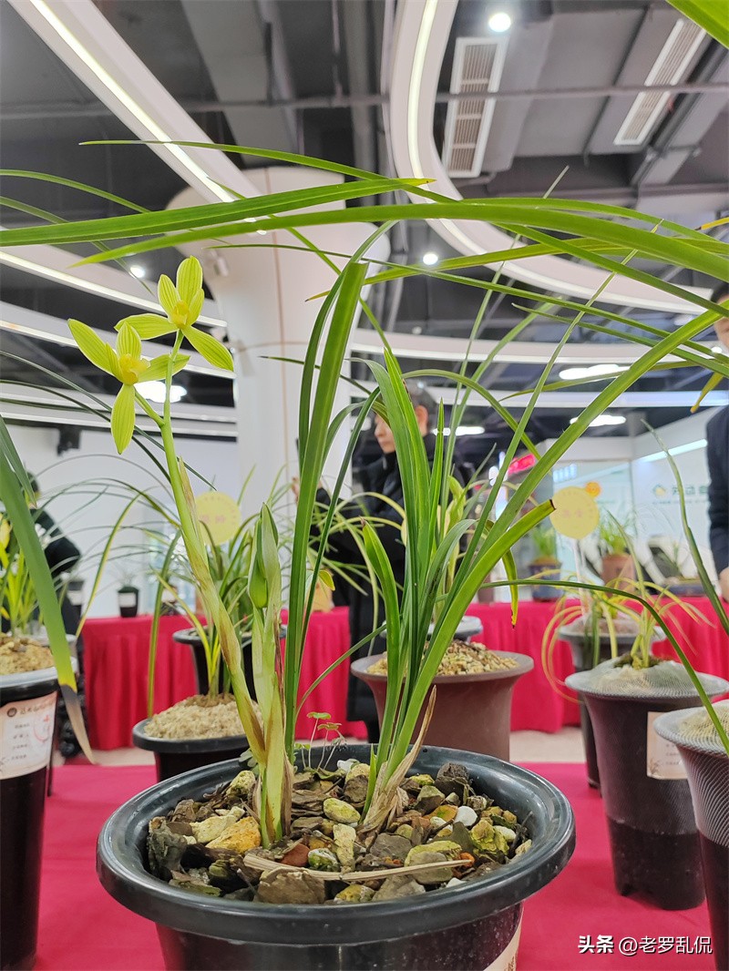 兰花齐放争奇斗艳太美了,众多兰花盛开