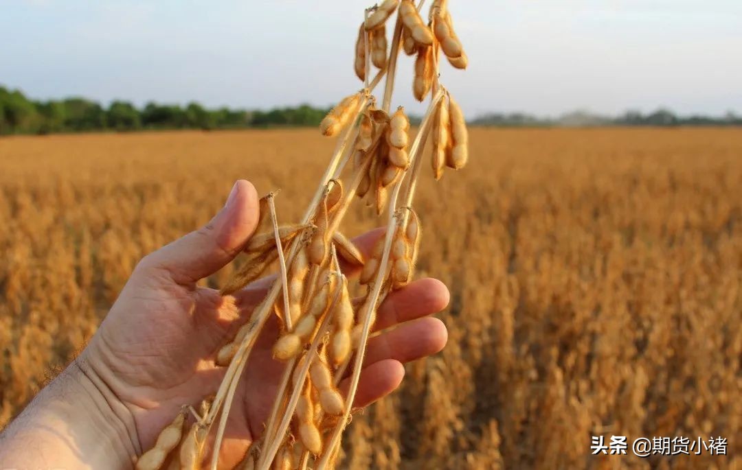 饲料企业提货放缓，豆粕库存提高，现货活跃，您还不敢买入？