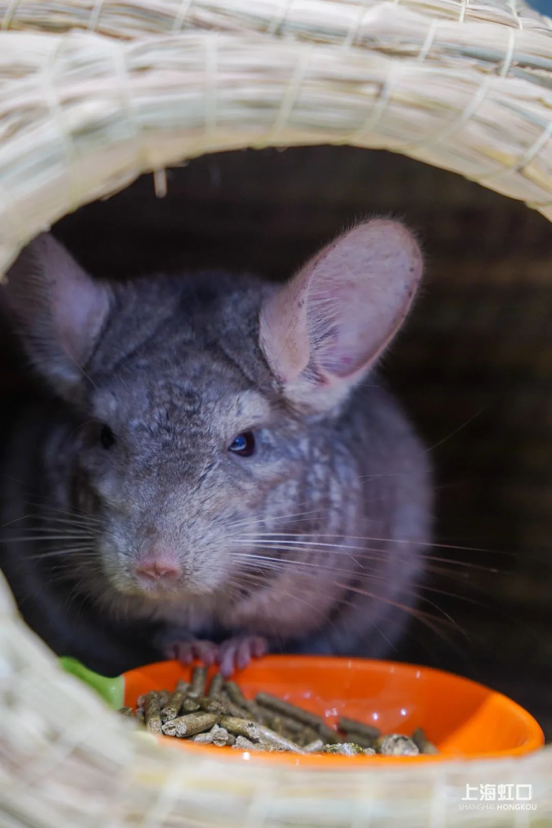 狗道宠物上海嘉定店,狗道宠物百联南方店