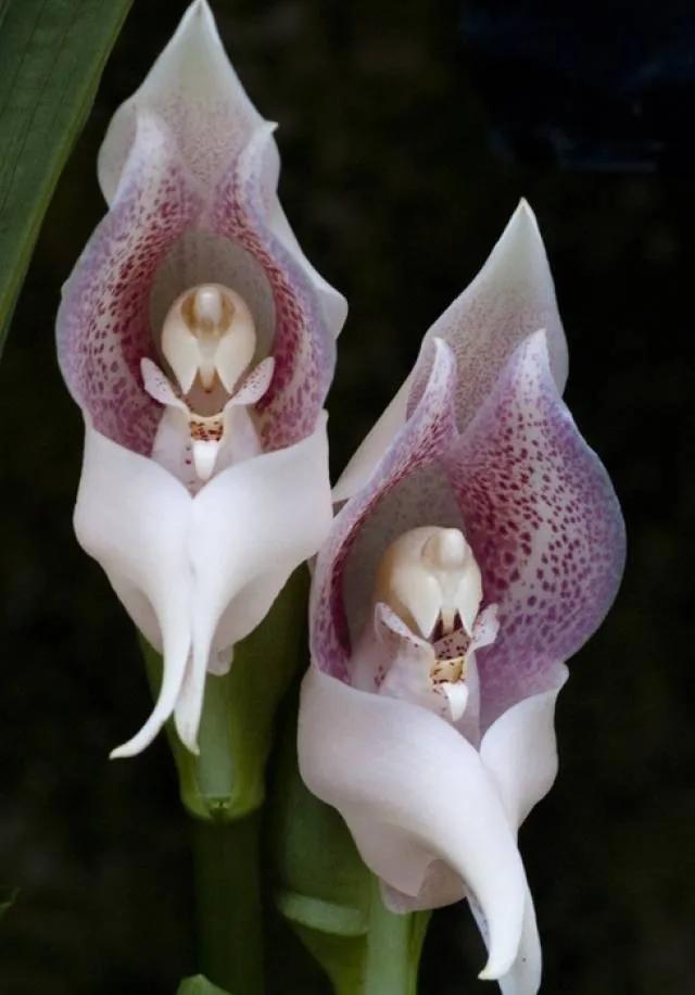 十种最有名的兰花图片,最美的100种兰花图片