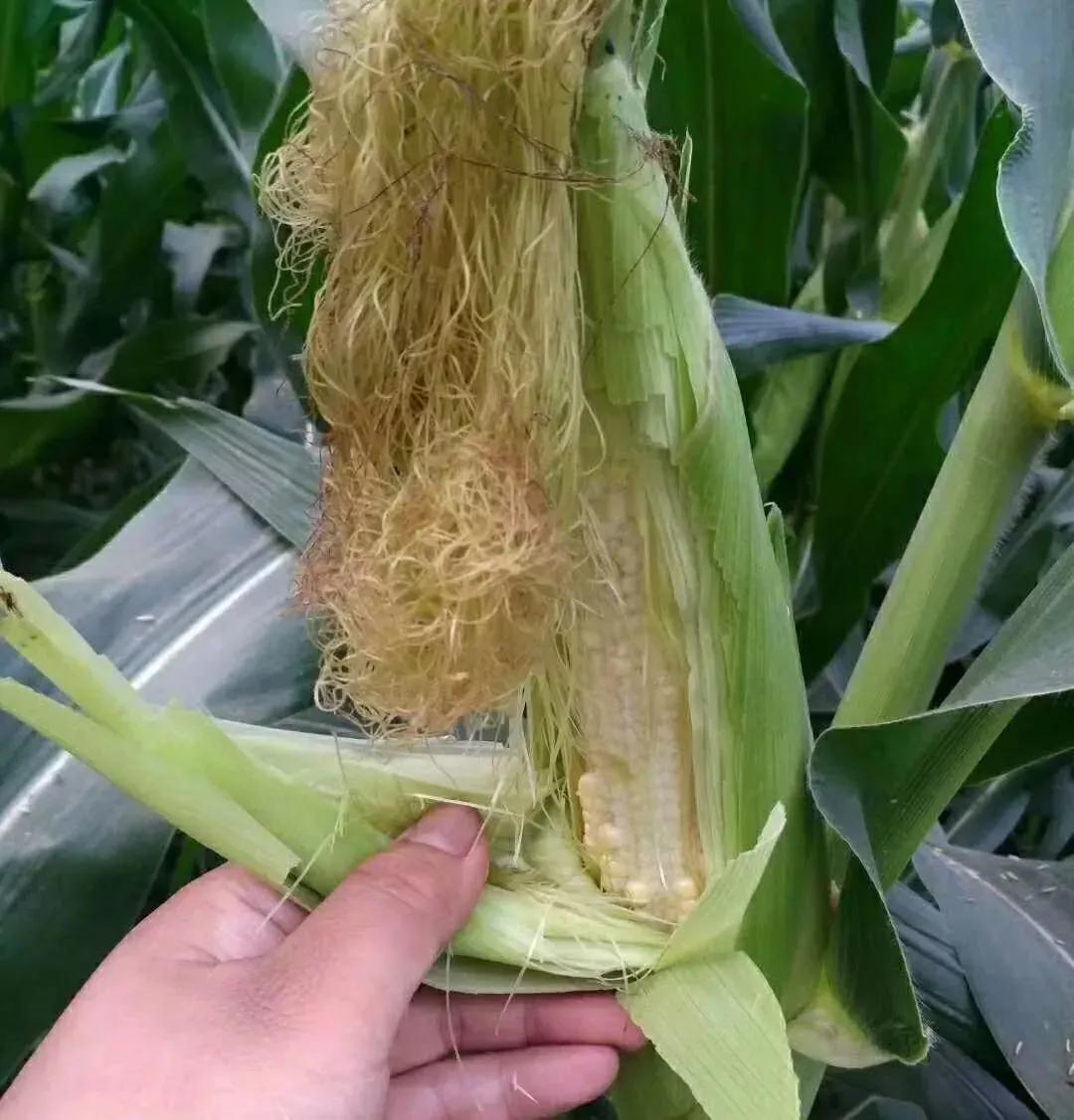 农民网购了劣质种子怎么办,为什么农民都选择购买种子