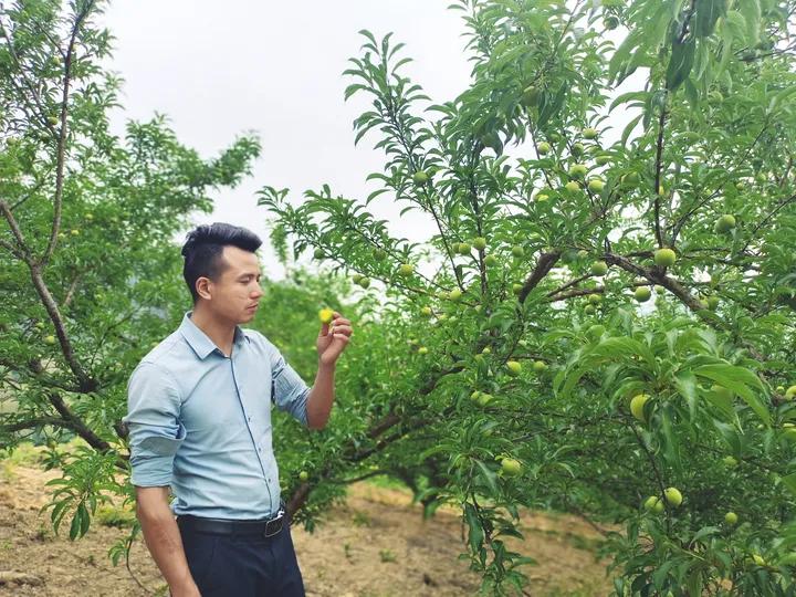 农村小伙回乡创业种果树,三个农村小伙回乡创业建果园