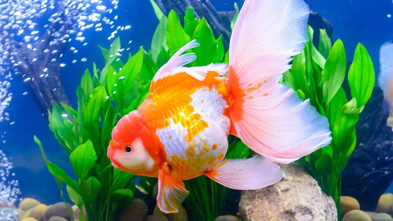 金鱼好养吗养金鱼的注意事项,金鱼怎么养才能方便又好养