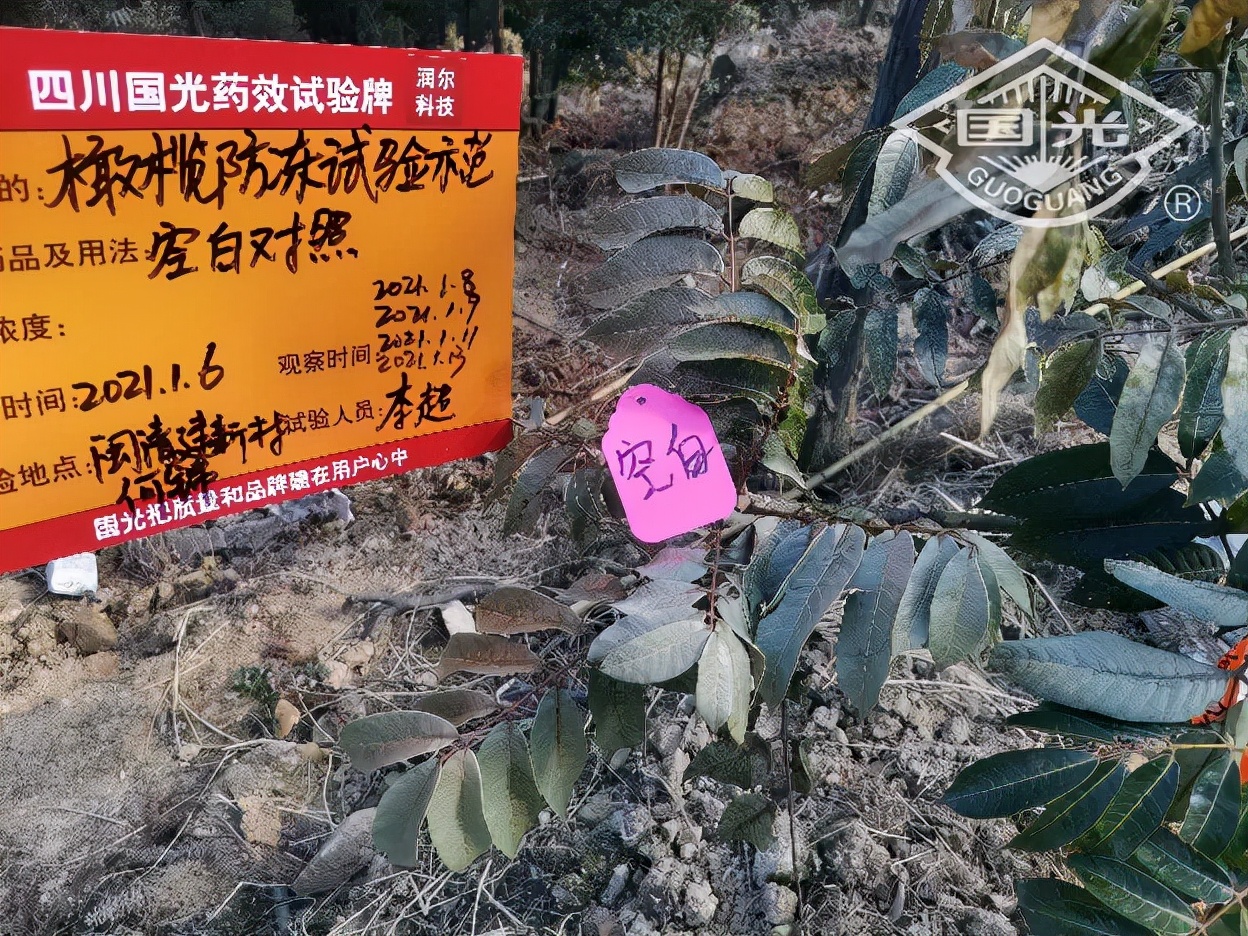 橄榄保暖,橄榄防冻害