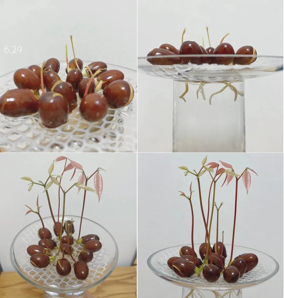 吃了很多个荔枝才发现里面有虫,吃了荔枝里面有白色的虫