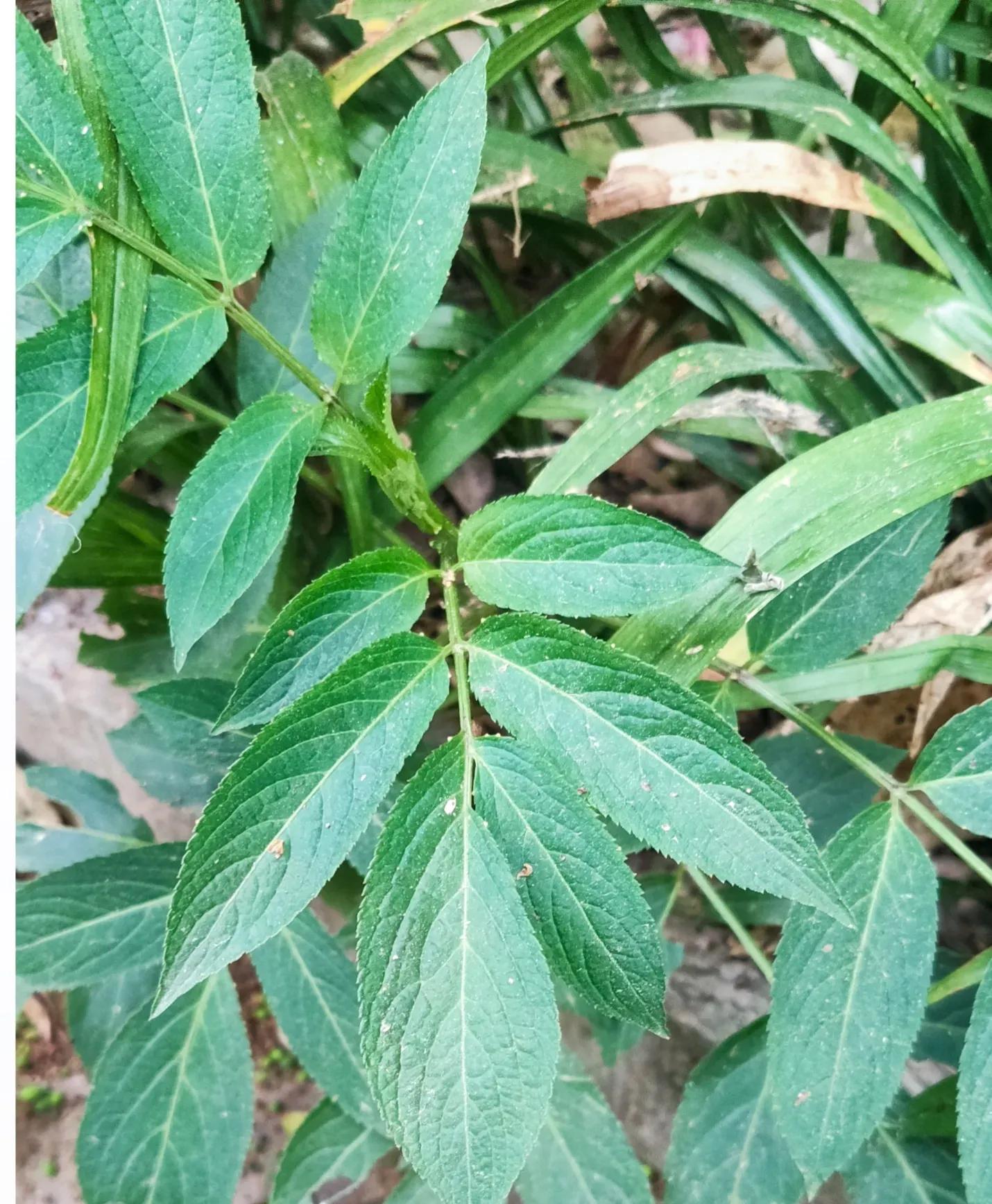 农村常见的顽固藤条植物,农村常见的止血植物图片