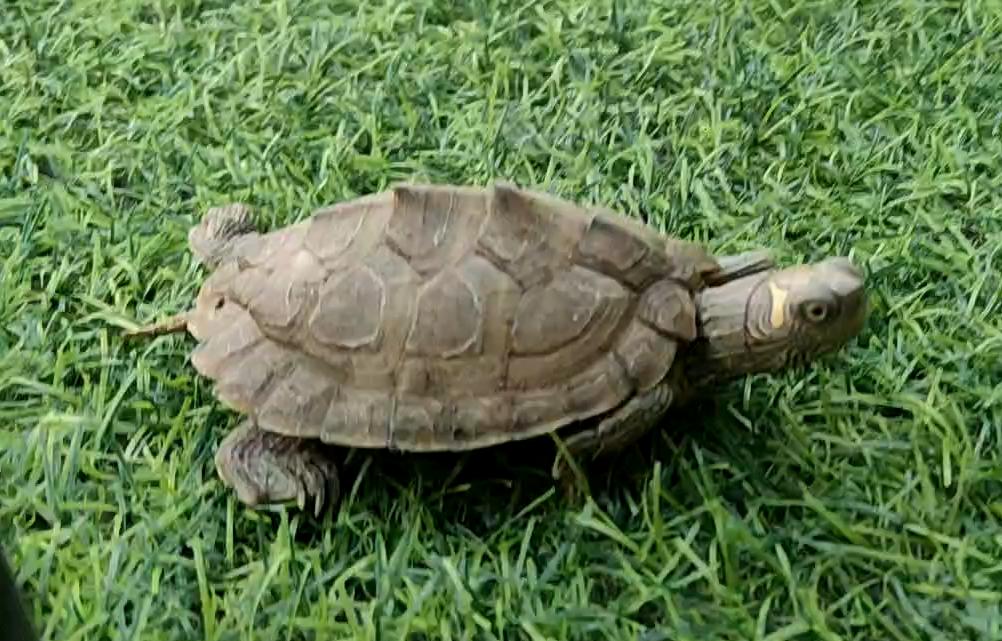 地图龟在哪里可以抓,小草龟不见了地图龟能找出来吗