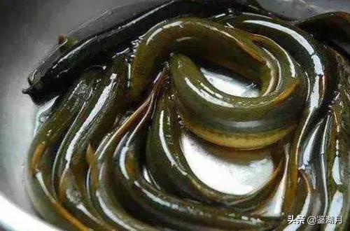 农村小孩捉泥鳅真实记录,捉泥鳅基本功