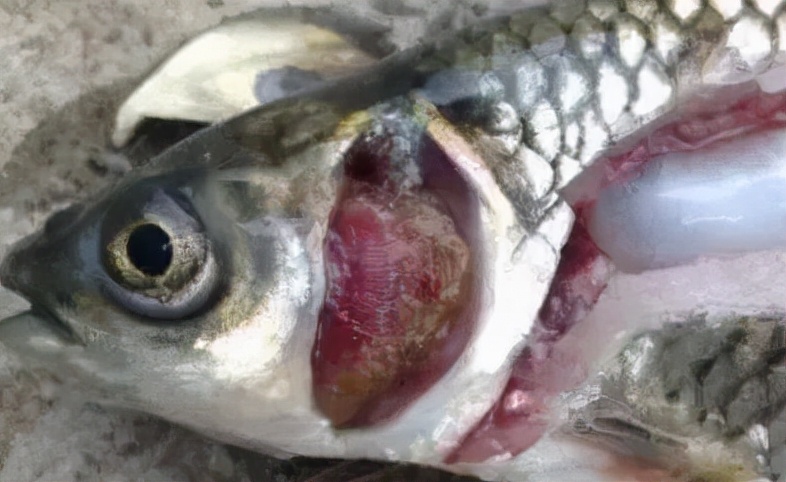 水霉病抗真菌的药物,杀菌剂治疗水霉病吗