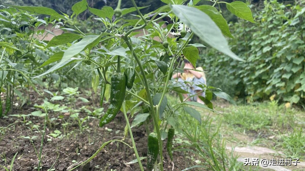 辣椒开花施什么肥教程,辣椒花只开花不结辣椒