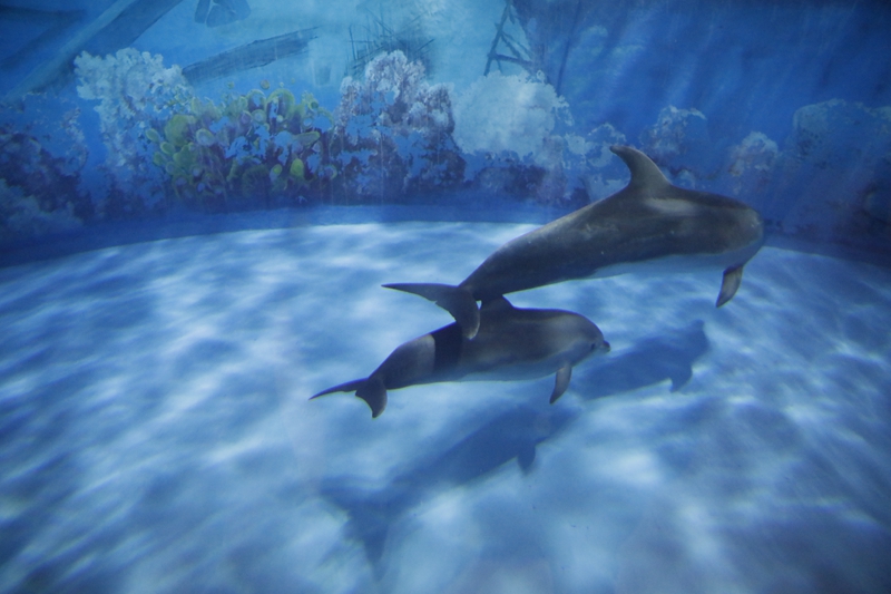 小海豚重庆南川,小海豚2岁4个月