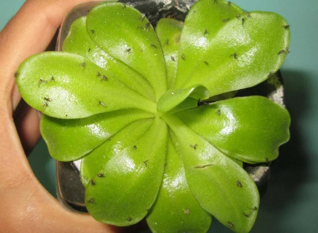 怎么杀花盆里的小黑飞最有效,消灭花盆里小黑飞最简单的方法