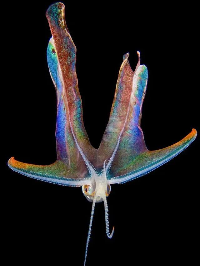 王者里面貂蝉和哪个英雄差不多,这才是真正的王者荣耀貂蝉