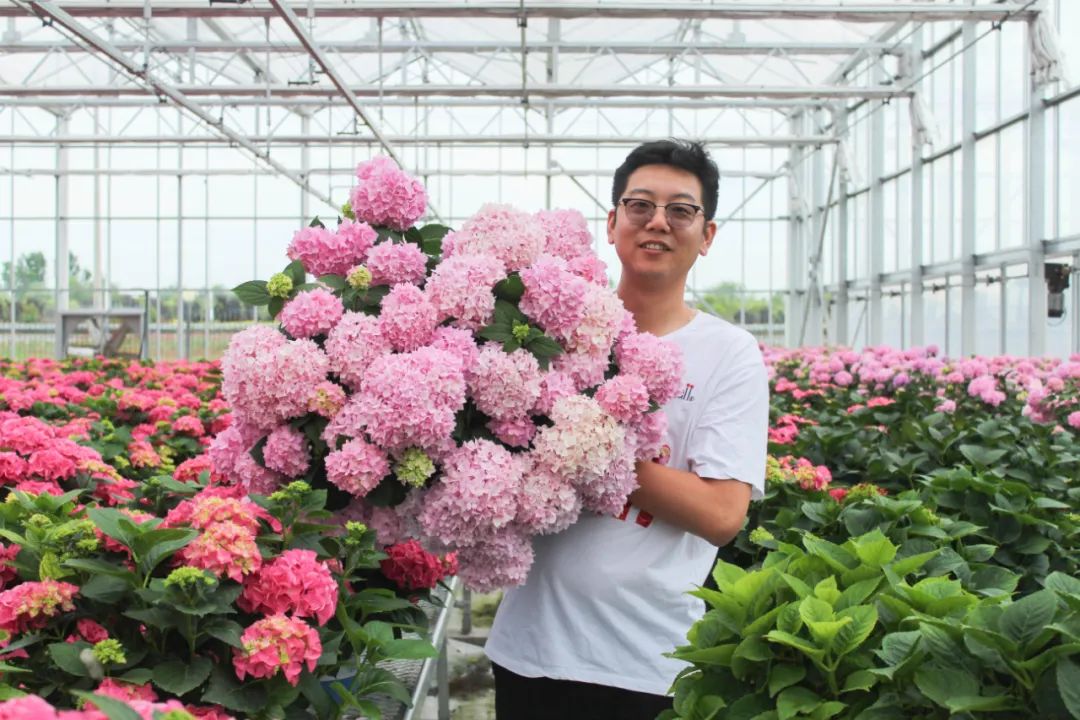 身边一抹蓝,最美蓝色绣球