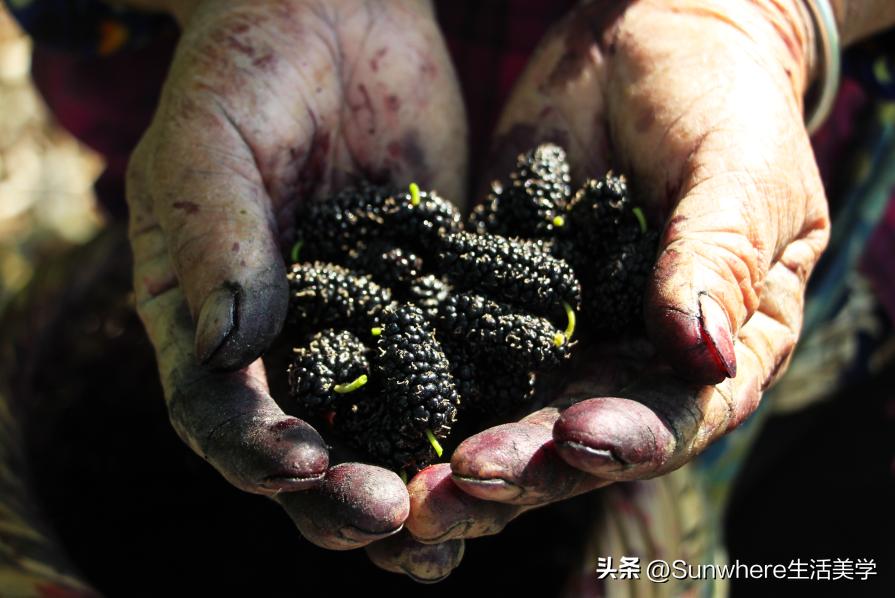 新鲜桑葚什么饮品好喝,桑葚新饮品好喝吗