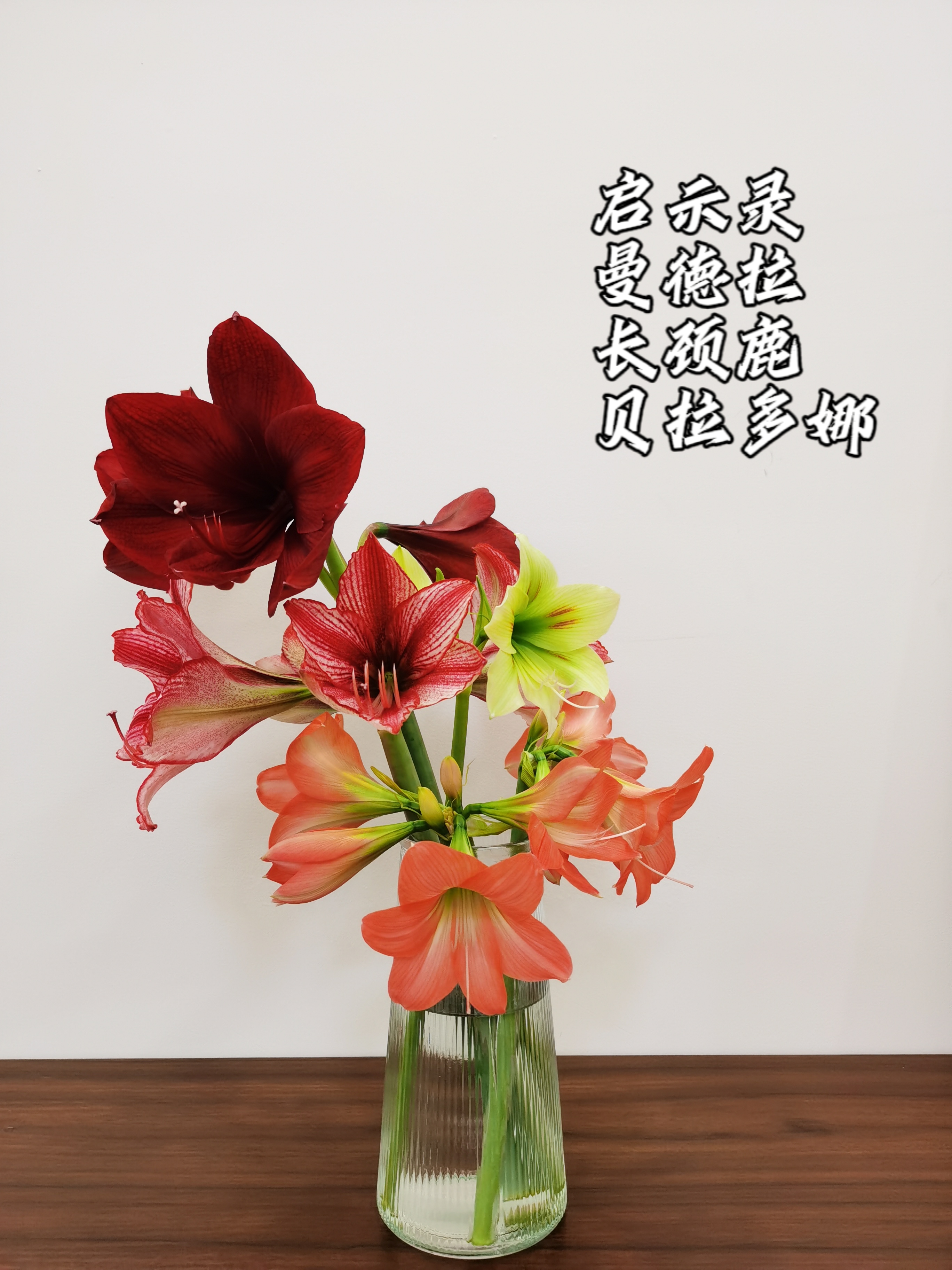 朱顶红自然球和冷冻球区别,朱顶红自然种球和进口种球的区别