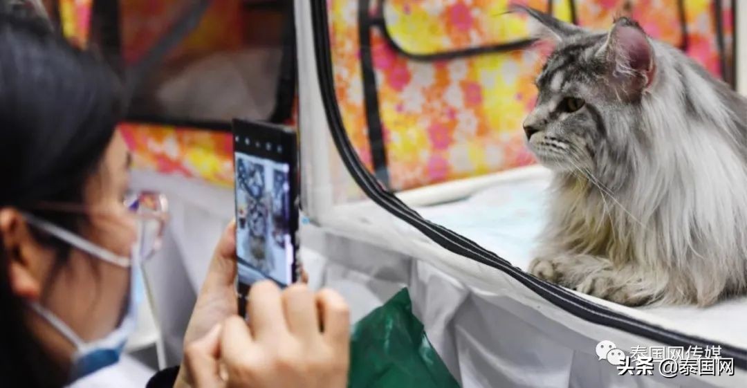 疫期留在泰国的中国人，他们眼中，为何全是“血与泪”…..