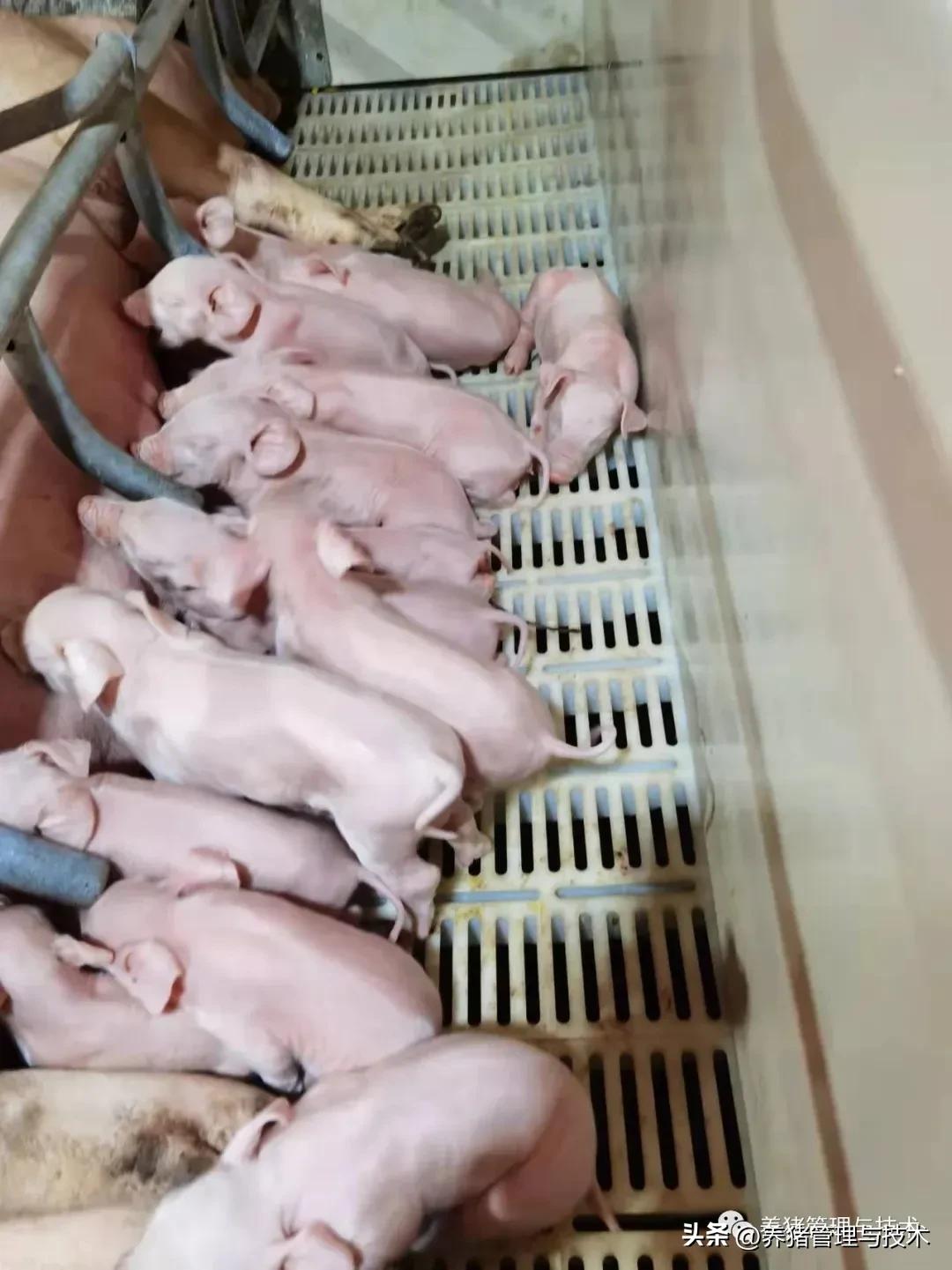 规模化猪场母猪产后护理工作