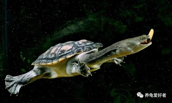 龟鱼混养该怎么养,龟鱼混养注意什么