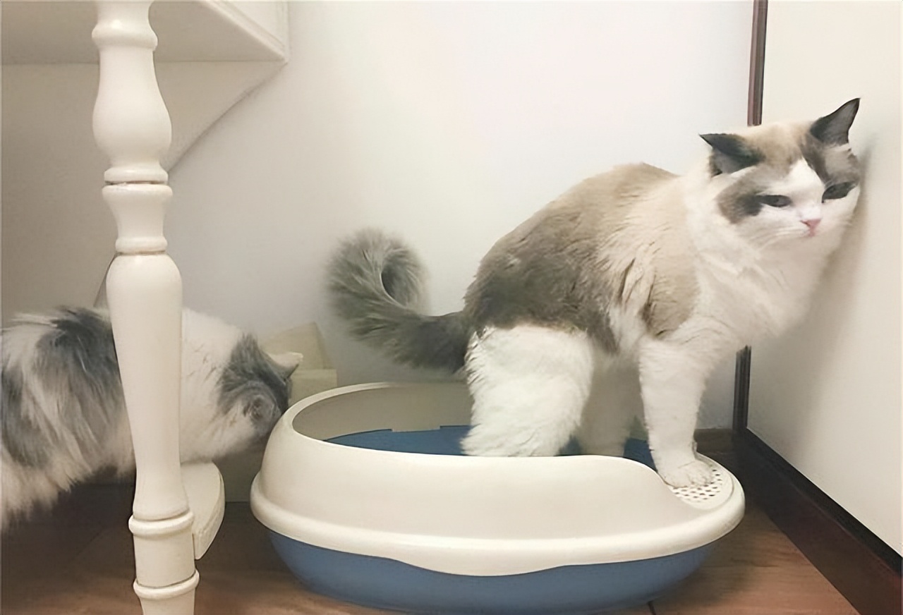 猫咪总是疯跑并往人身上蹦,猫咪大晚上疯跑然后对着我叫