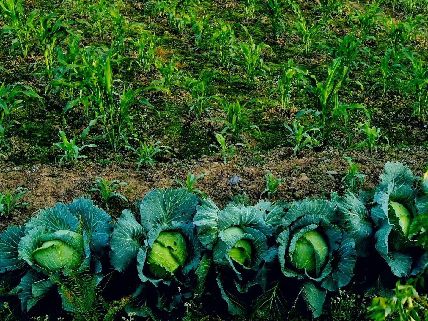 青春岁月知青往事,农村知青青春往事