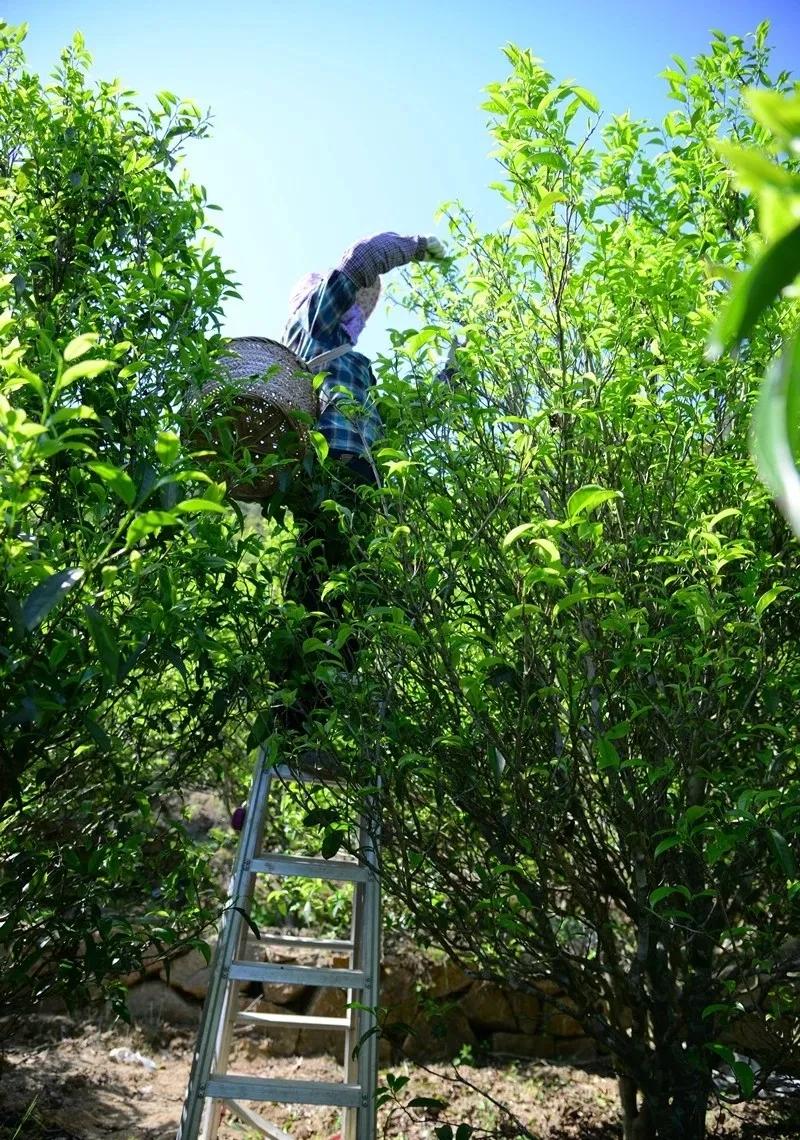 凤凰单丛茶由来,凤凰单丛茶清香型