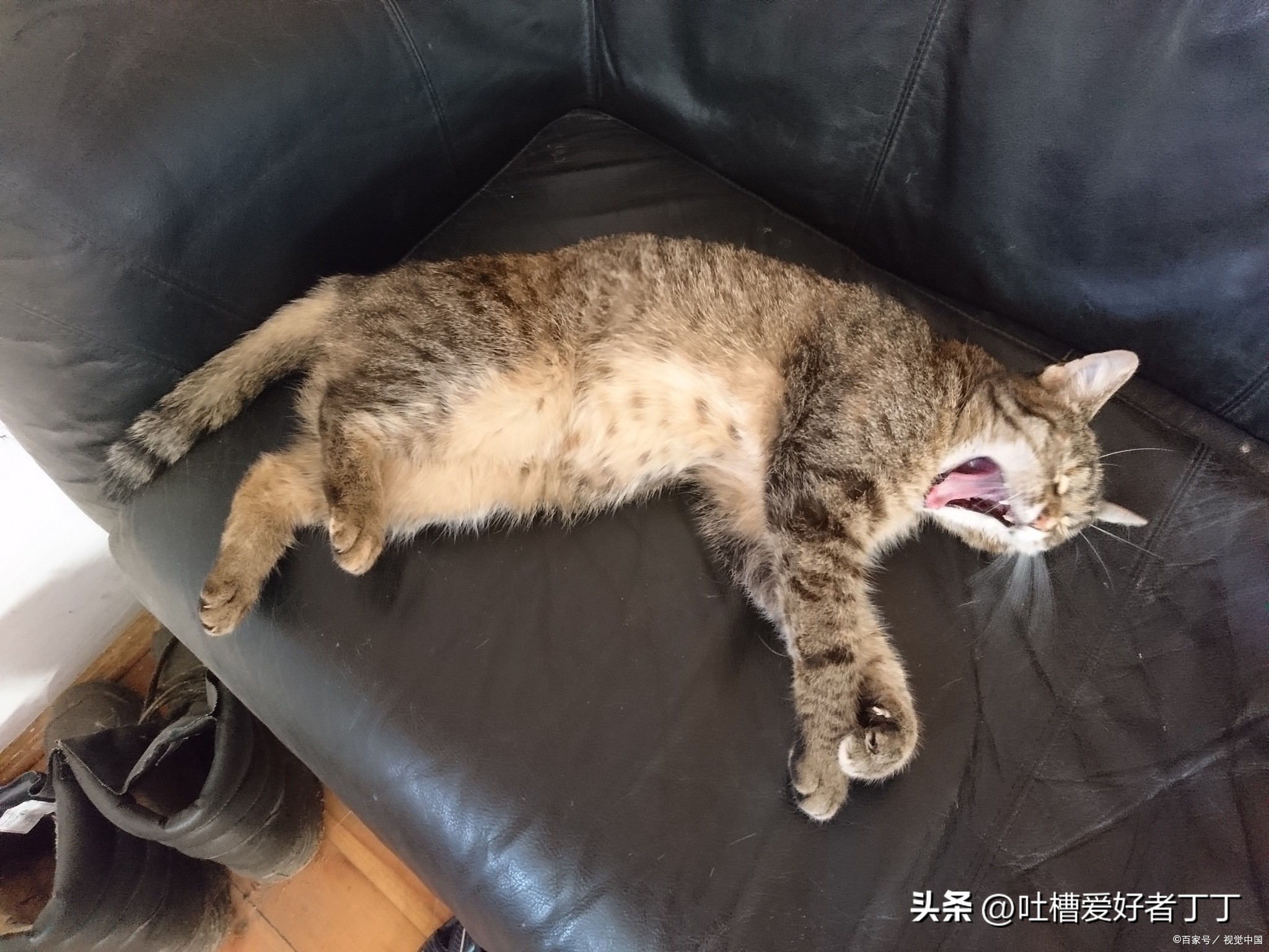 头发长虱子虫卵怎么去除,毛孩子有螨虫该怎么办