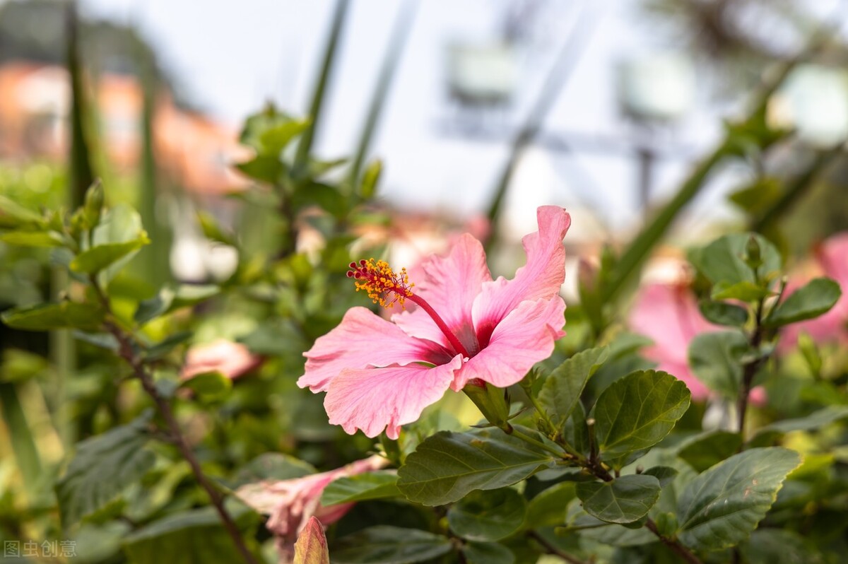 太实用了！45种常见植物养殖方法大全