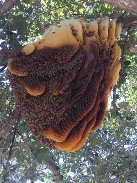 第一个用无人机拍到的鲸鱼,鲸鱼萤火虫