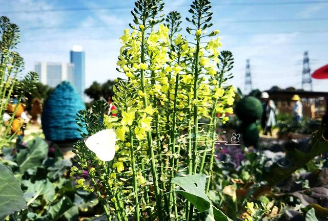 都市农业公园广州,广州农业公园近况